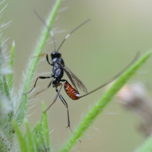 Cryptinae
